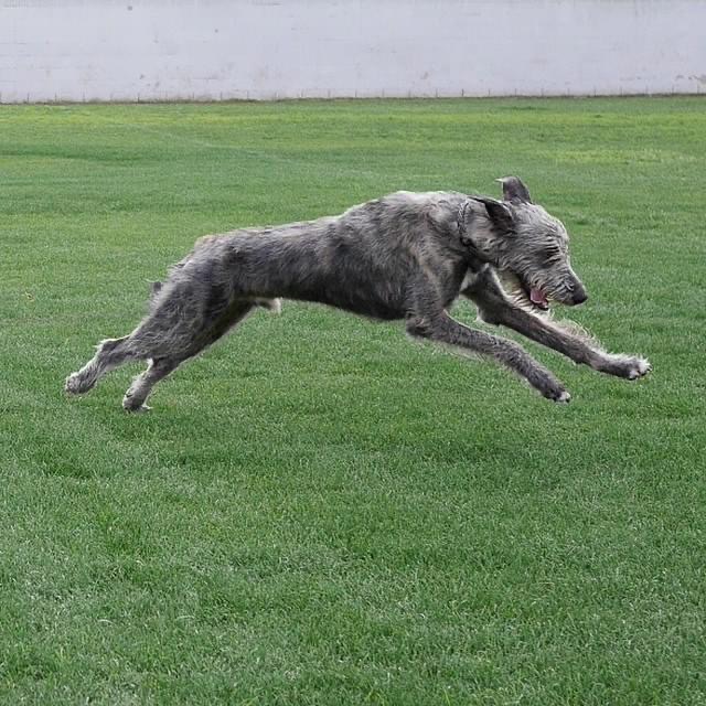 Reilly in flight
